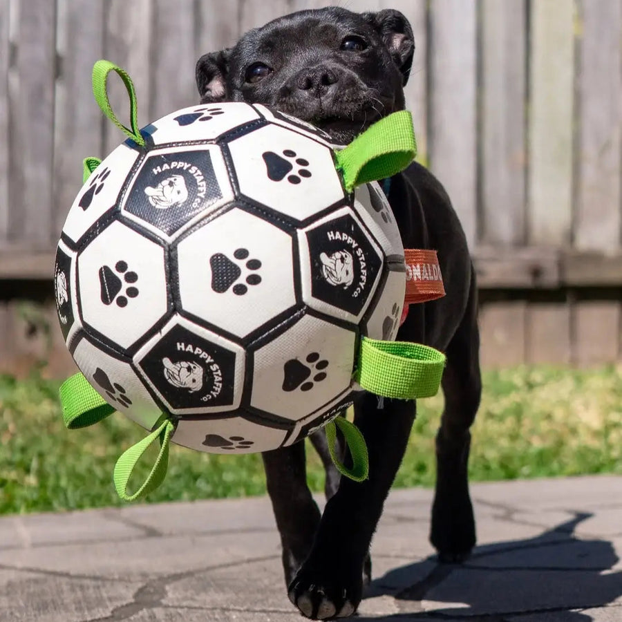 Dog running toward its owner with the Ronaldog Soccer Ball dog toy in its mouth.