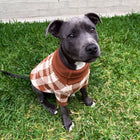 Cotton Dog Jumper