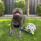 Dog smiling while laying on the grass with the Ronaldog Soccer Ball dog toy on its side.