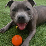 Happy Staffy Duraball