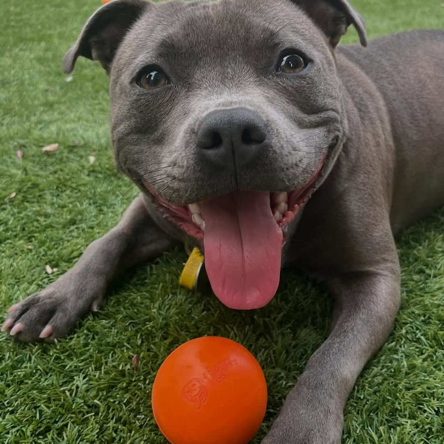 Dog laying on grass smiling with an orange Duraball toy in front.