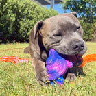 Gray staffy chewing the blue and purple turtle toy from the Chezilla® Galactic Quest Collection outdoors