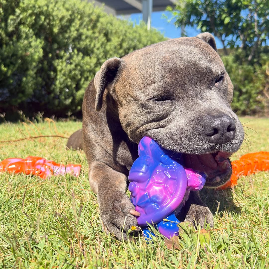 Gray staffy chewing the blue and purple turtle toy from the Chezilla® Galactic Quest Collection outdoors