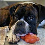 Chewzilla® Galactic Quest Collection