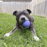 Happy Staffy Duraball
