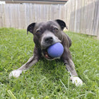 Dog chewing a purple Duraball toy while laying on grass