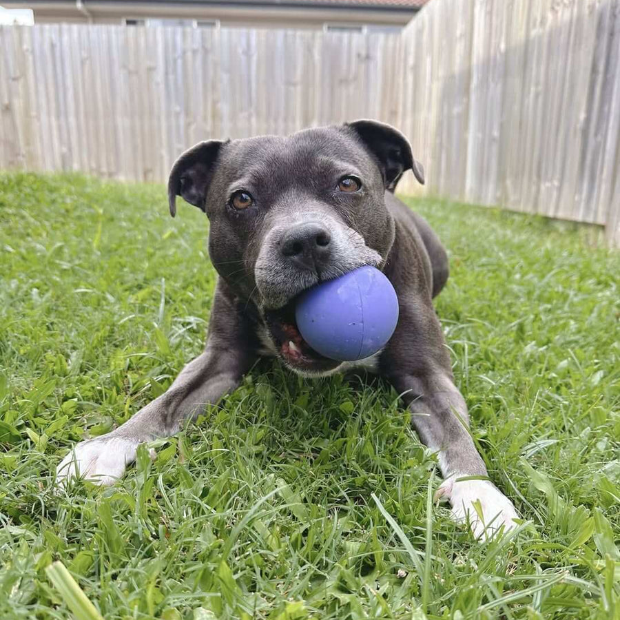 Dog chewing a purple Duraball toy while laying on grass