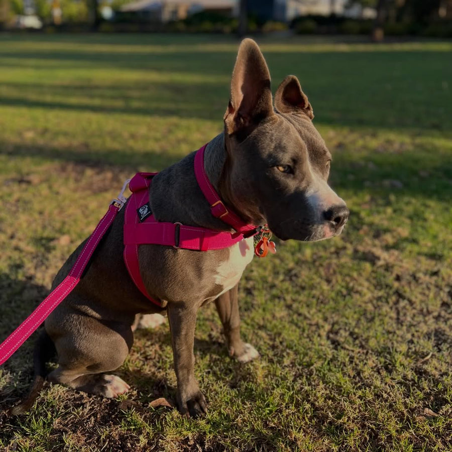 Durable Dog Harness photo 9