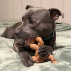 Dog chewing the Staffy Schwarzenegger dog toy on a bed.