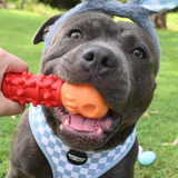 Black Friday Ultimate Toy & Treat Bundle