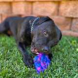 Chewzilla® Galactic Quest Collection