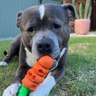 Dog licking a Chomp Carrot dog toy while sitting on the grass.