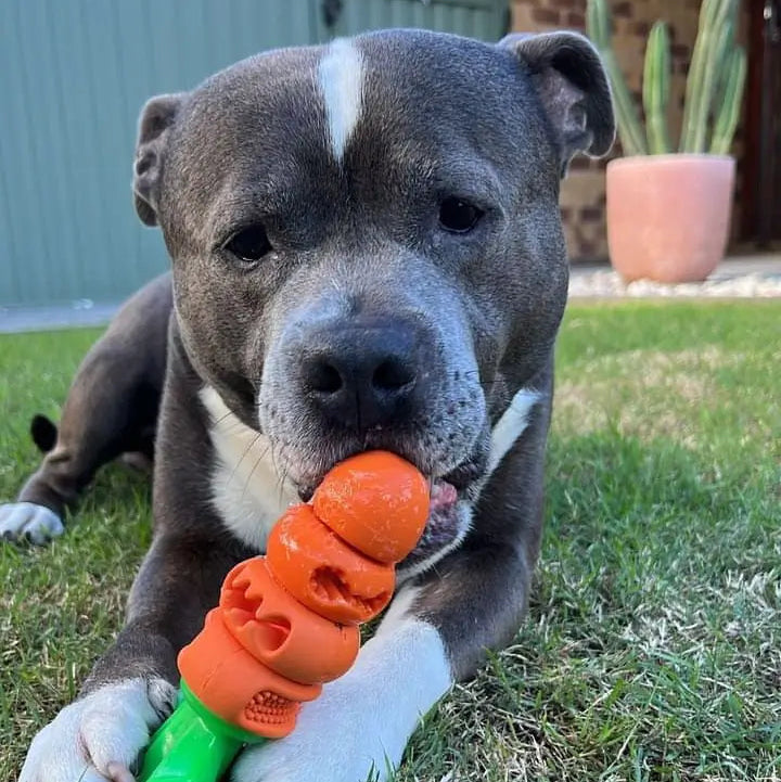 Dog licking a Chomp Carrot dog toy while sitting on the grass.