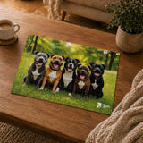 RSPCA Rescue Bundle