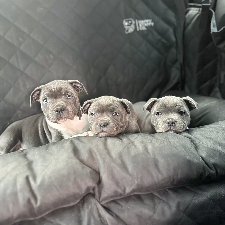 Premium Car Seat Protector photo 9