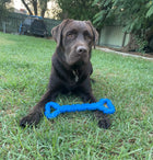 Dog laying in the grass with The Tommy Tug Handle dog toy in blue.