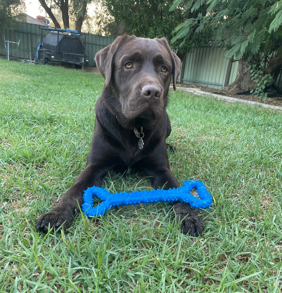 Dog laying in the grass with The Tommy Tug Handle dog toy in blue.