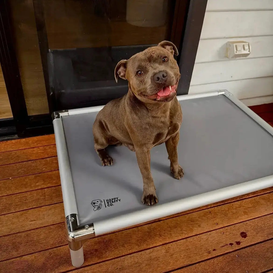 Dog sitting on a chew-proof outdoor dog bed on a wooden deck.