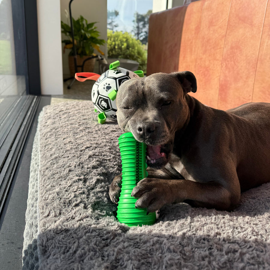Crocodile Dental Chew