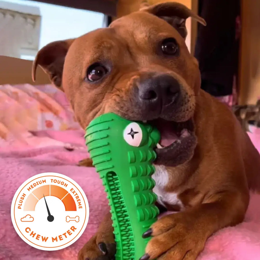 Dog chewing the green Crocodile Dental Chew dog toy with extreme chew meter rating displayed.