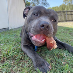 Treat & Toy Combo (Chewzilla® Certified)