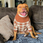 Cotton Dog Jumper