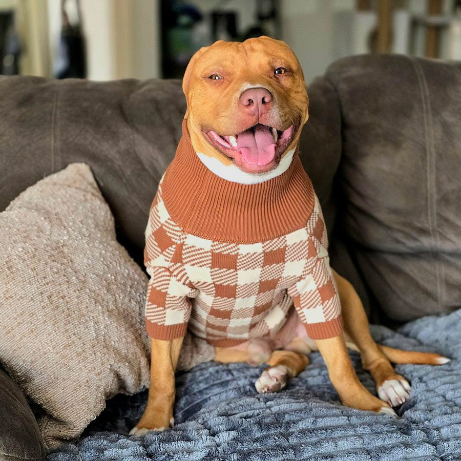 Cotton Dog Jumper