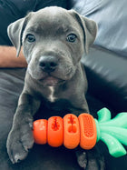 Puppy sitting and holding a Chomp Carrot dog toy.