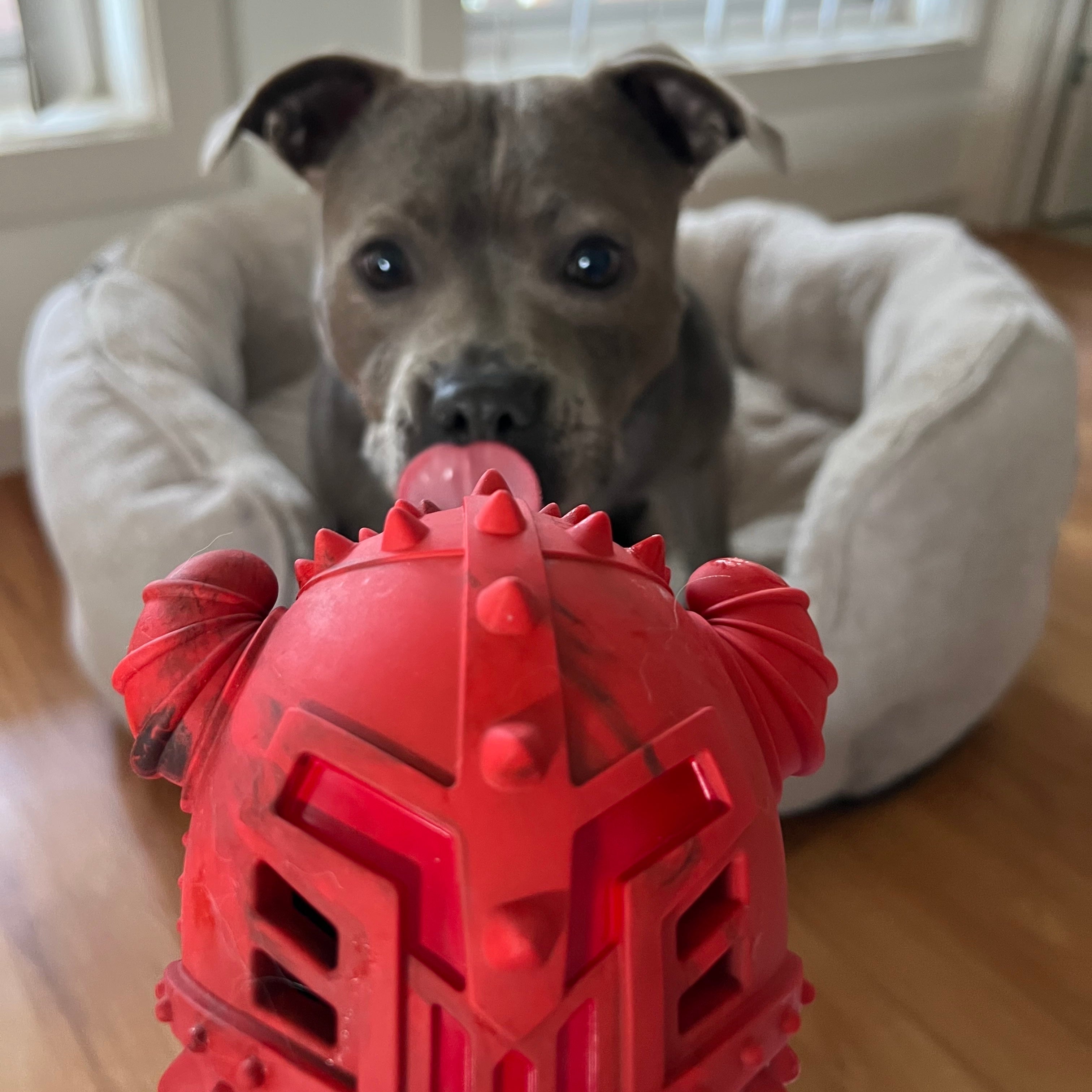 Squeaky Fish Shop Australia's Best Dog Toys Your Pet Will Love – Happy Staffy Co.