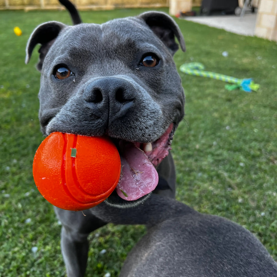 Dog holding an orange Duraball dog toy in its mouth while standing on grass