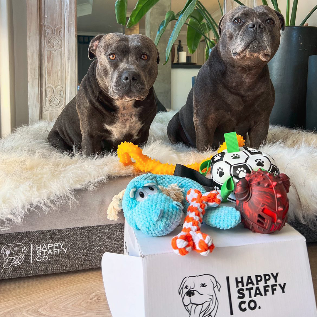Happy Staffy Toy Box (Classic Collection)