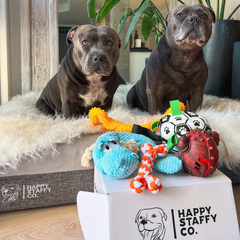 Happy Staffy Toy Box (Classic Collection)