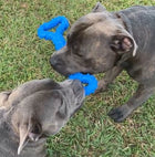 Two dogs playing tug-of-war with The Tommy Tug Handle dog toy in blue on the grass.