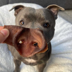 Pork Snouts