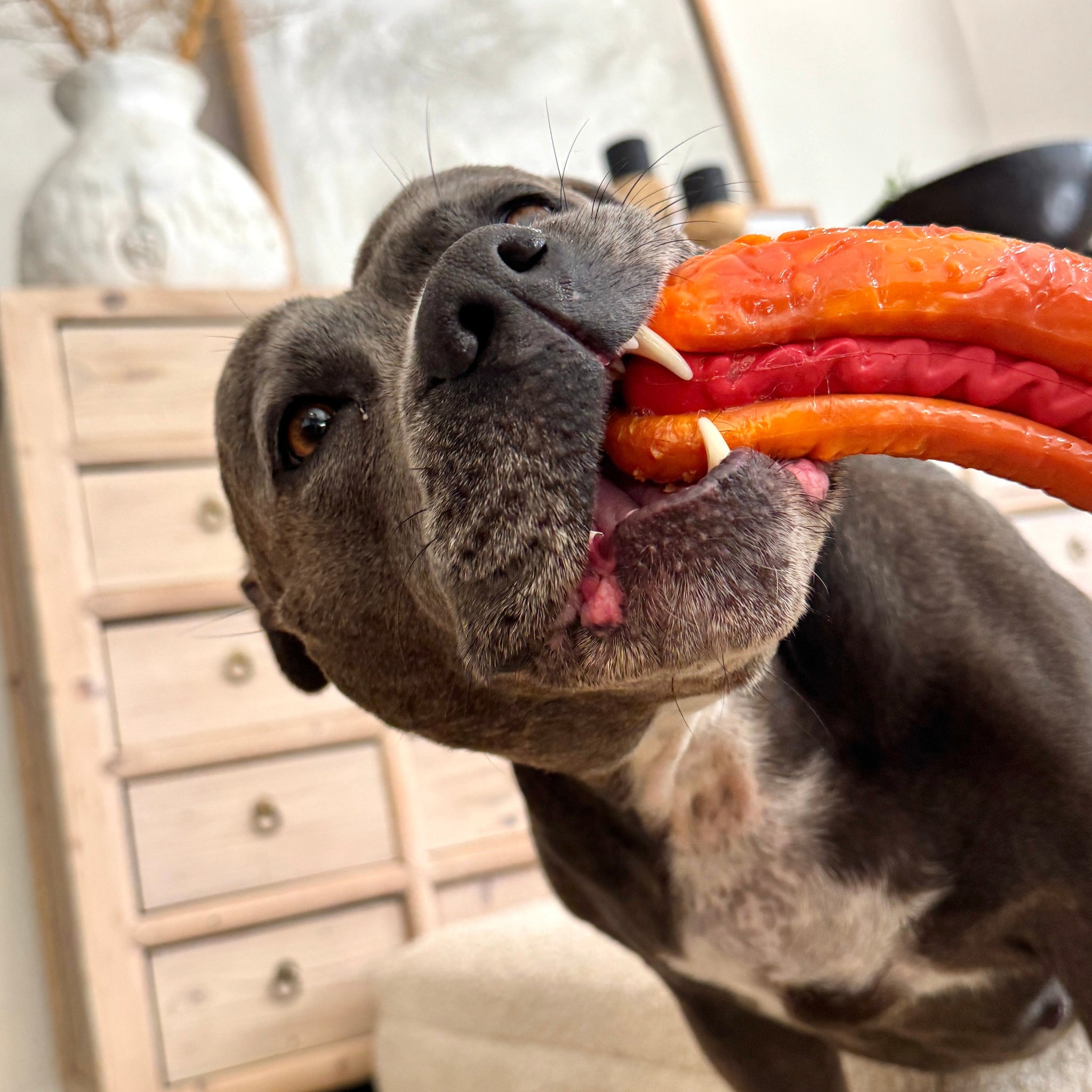Power Chewers Collection