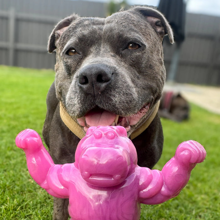 Dog laying on the grass licking the Chomp-o-potamus dog toy.
