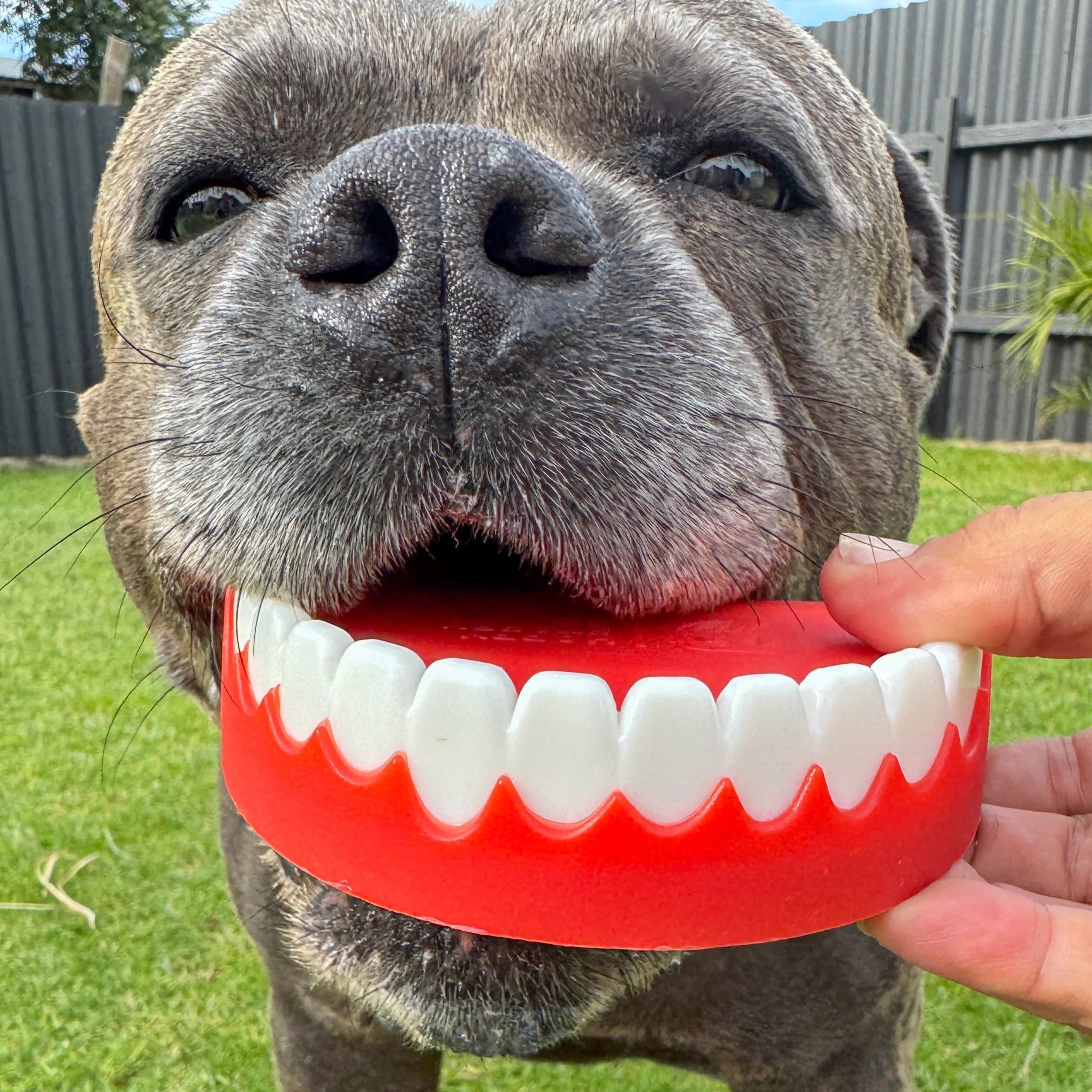 Chatter Chompers