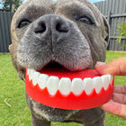 Dog outdoors biting Chatter Chompers dog toy.