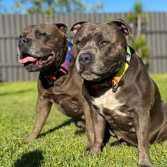 Durable Staffy Collar