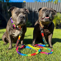 Anti Shock Bungee Leash