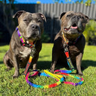 Anti Shock Bungee Leash