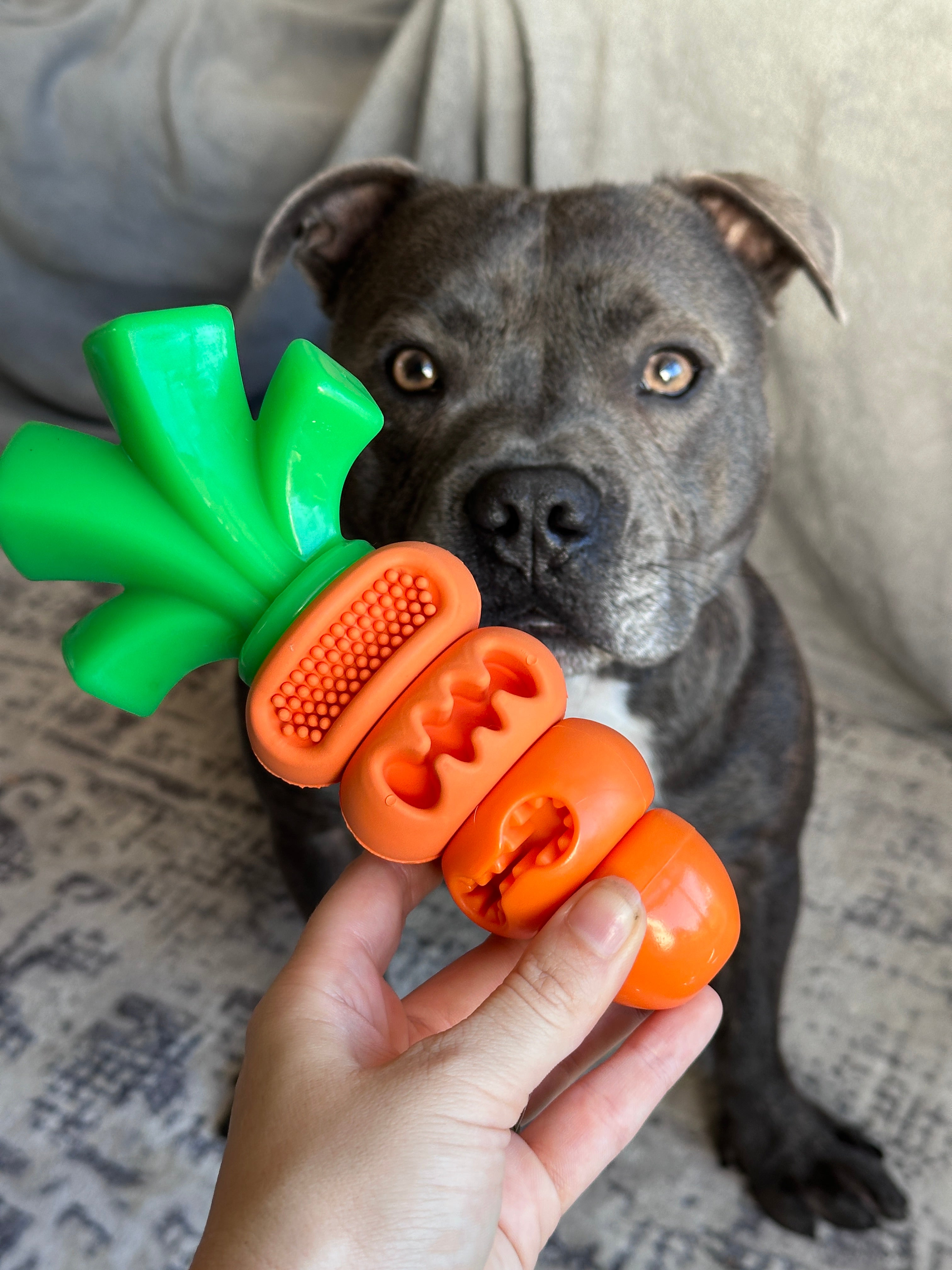 Chomp Carrot