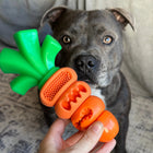 Owner showing a Chomp Carrot dog toy to their dog.