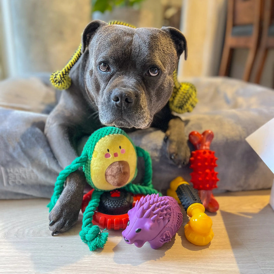 Dog surrounded by multiple dog toys including the Power Chew Phone dog toy.