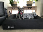 Small dog sitting upright on an orthopedic dog bed with a Durable Bed Cover next to blankets indoors