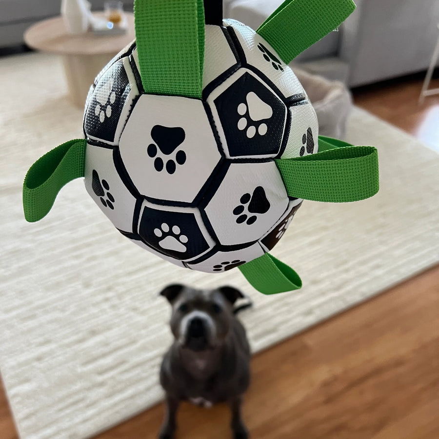 Owner showing the Ronaldog Soccer Ball dog toy to their dog.