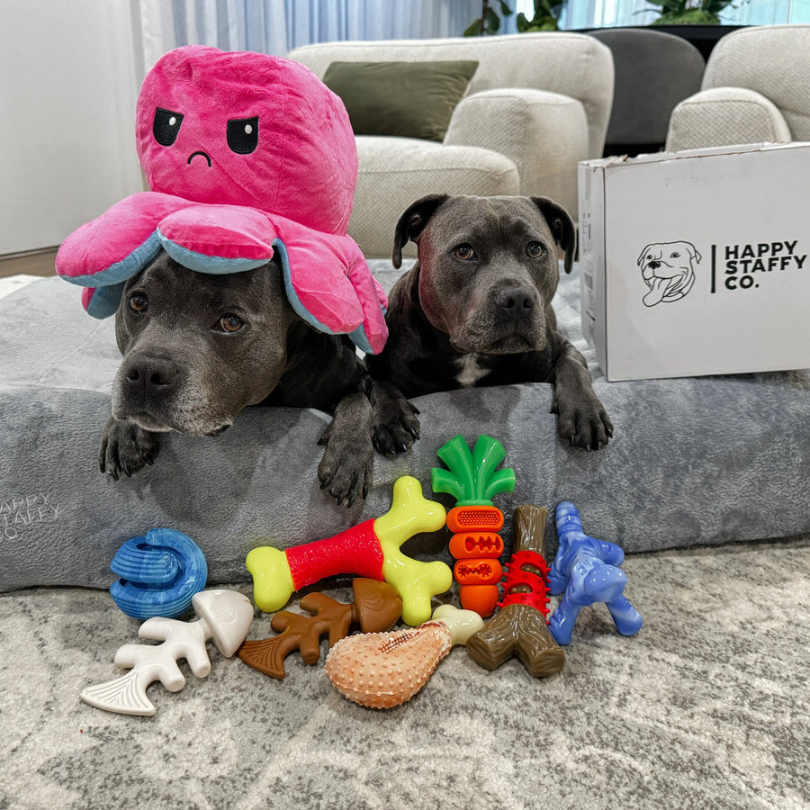 Two dogs resting with multiple toys including the Chewzilla Gator dog toy.