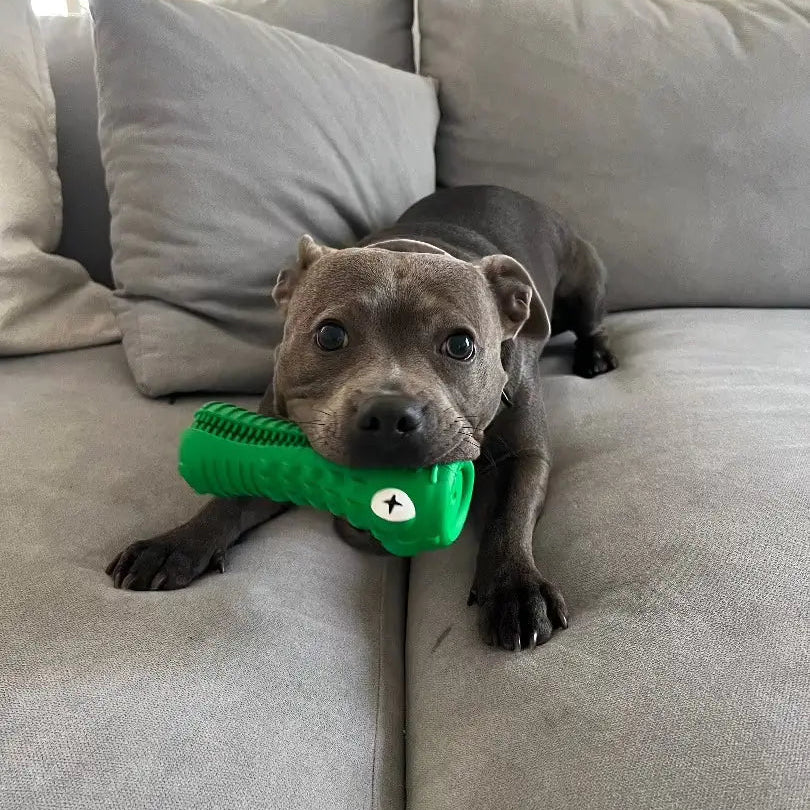 Dog laying on a grey couch with the Crocodile Dental Chew dog toy in its mouth.