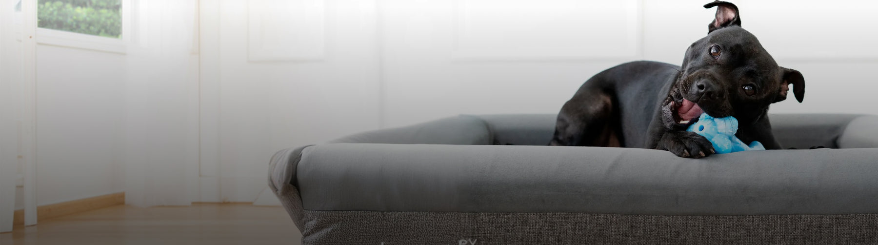 Dog Beds
