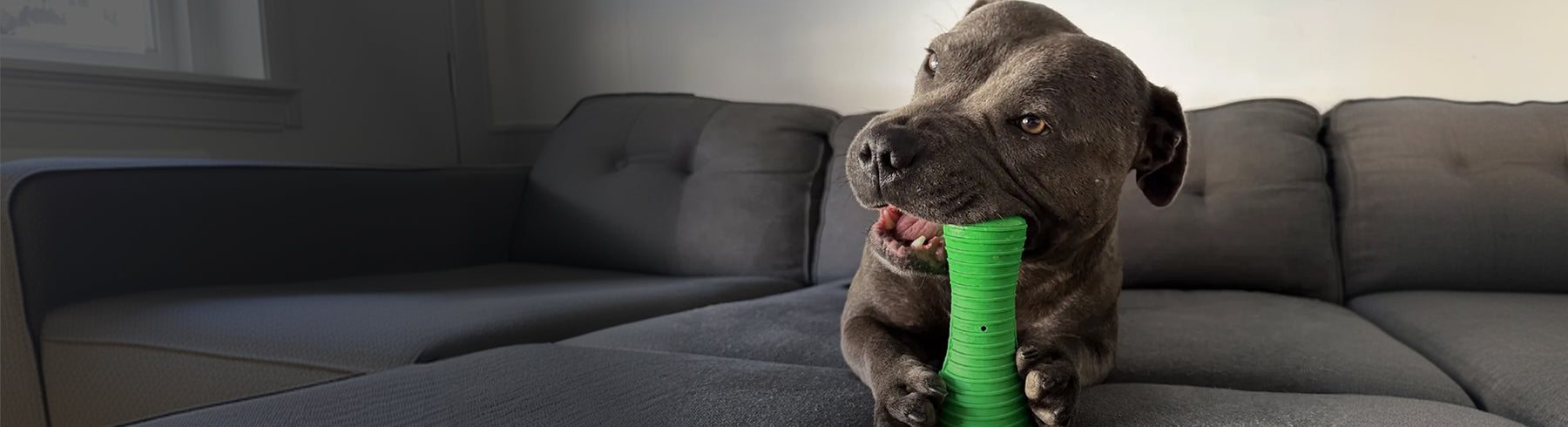 Interactive Dog Toys